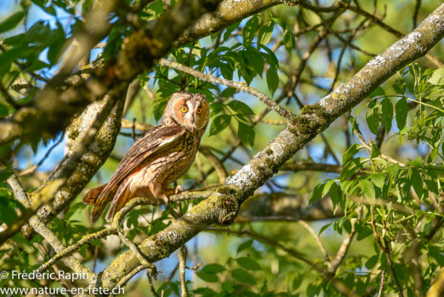 Hibou moyen-duc, Villars-Burquin