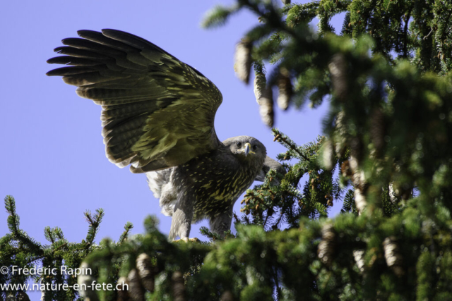 Aigle pomarin juvénile