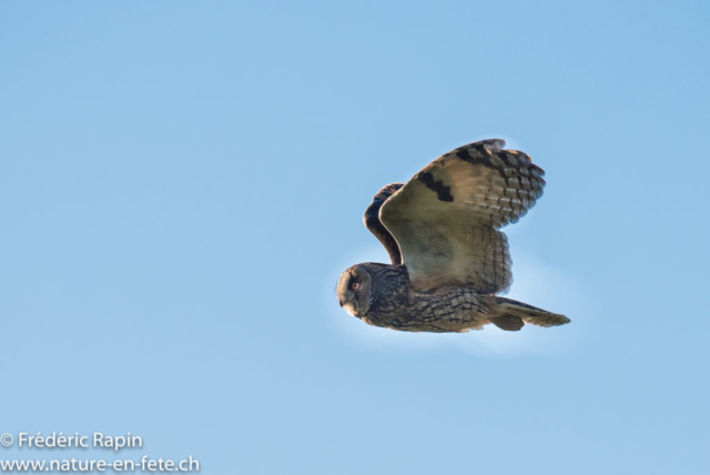 Hibou moyen-duc