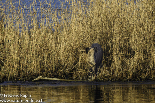 Sanglier dans le marais