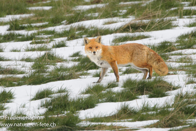 Renard