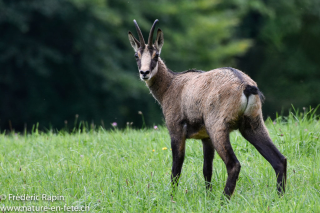 Chamois mâle, Val-de-Travers