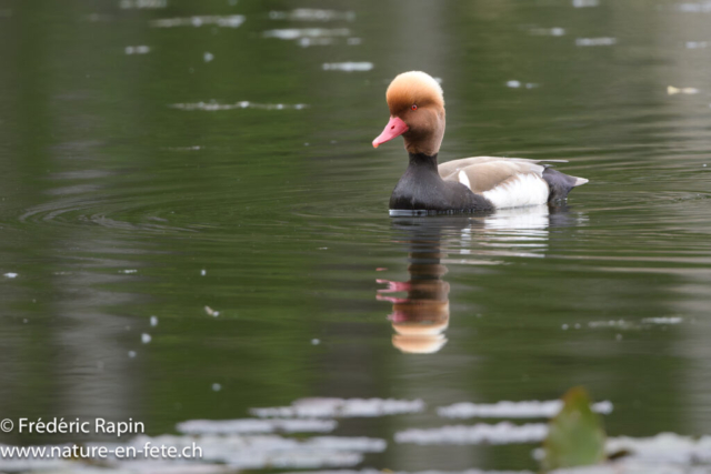 Nette rousse mâle