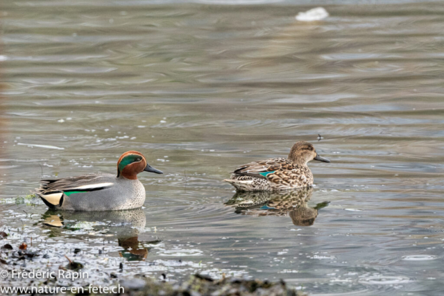 Couple de sarcelles d'hiver