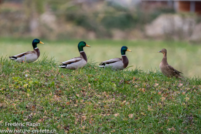 Canards colverts au bord de l'Arnon