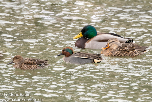 Couple de colverts et couple de sarcelles d'hiver