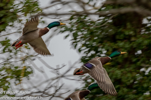 Canards colverts au-dessus de l'Arnon