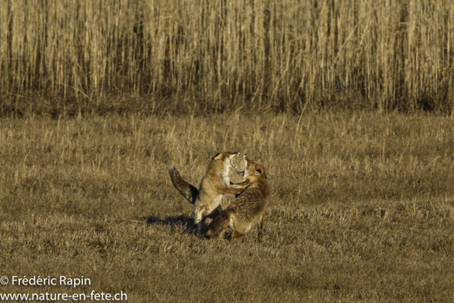 Dispute de renards en rut