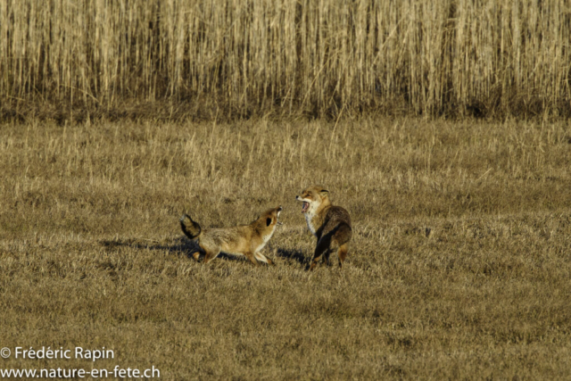 Couple de renards en rut