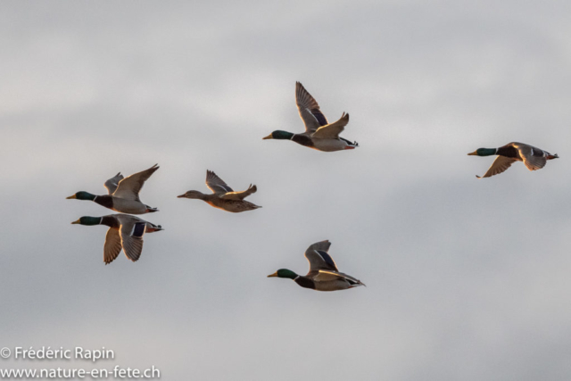 Canards colverts au soleil couchant