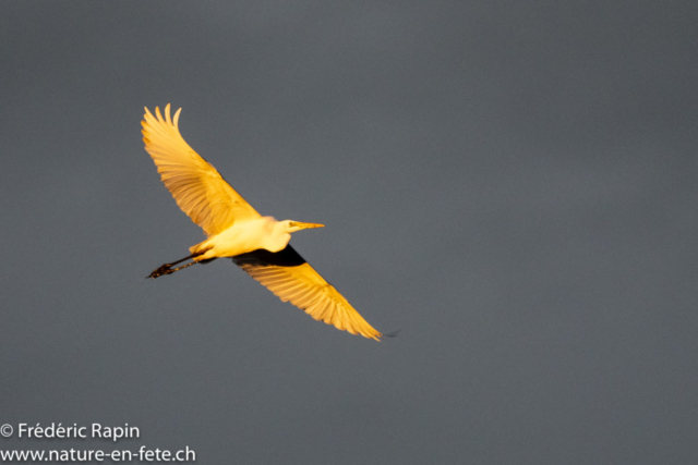 Grande aigrette au soleil couchant