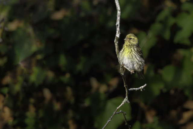 Jeune serin cini