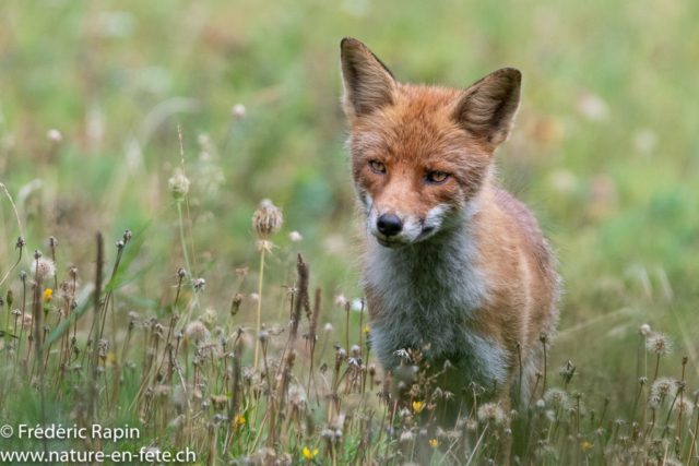 Jeune renard en chasse dans les graminées