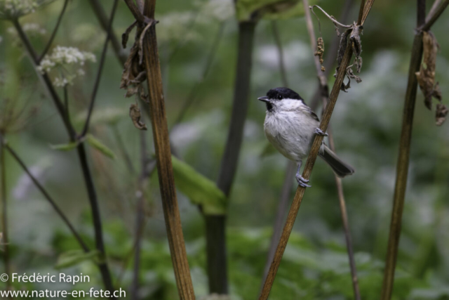 Mésange nonnette