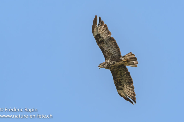 Buse variable