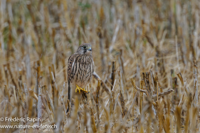 Faucon crécerelle femelle