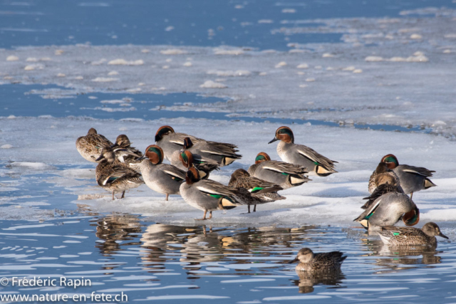 Sarcelles d'hiver sur la glace