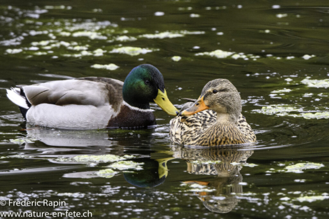 Canards colverts