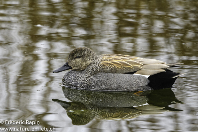 Canard chipeau mâle