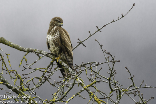 Buse variable