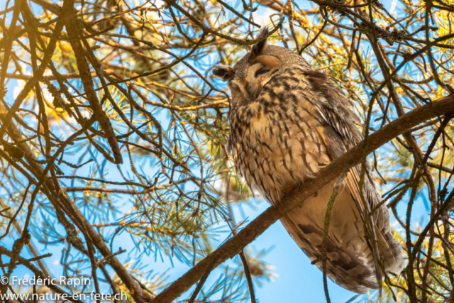 Hibou moyen-duc dans un pin