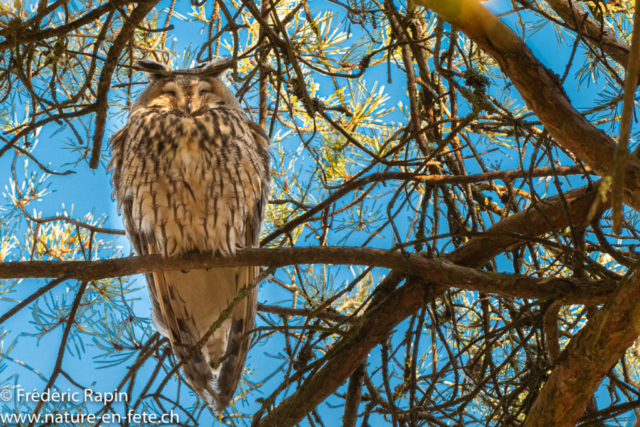 Hibou moyen-duc dans un pin