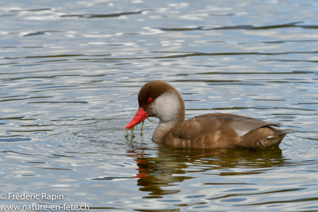 Nette rousse mâle se nourrissant d'algues