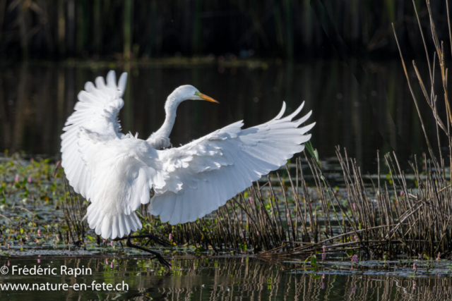 Grande aigrette