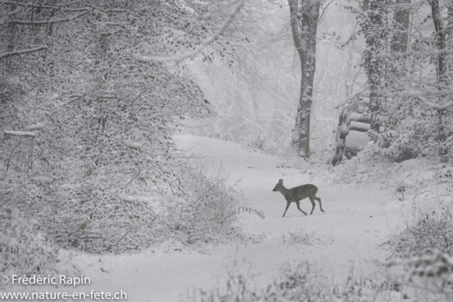 Matin d'hiver