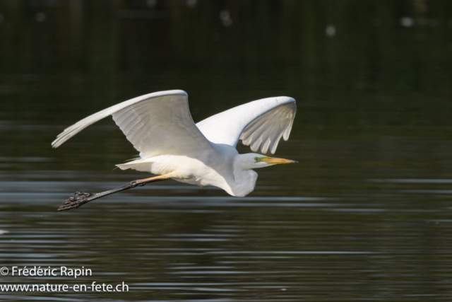 Grande aigrette