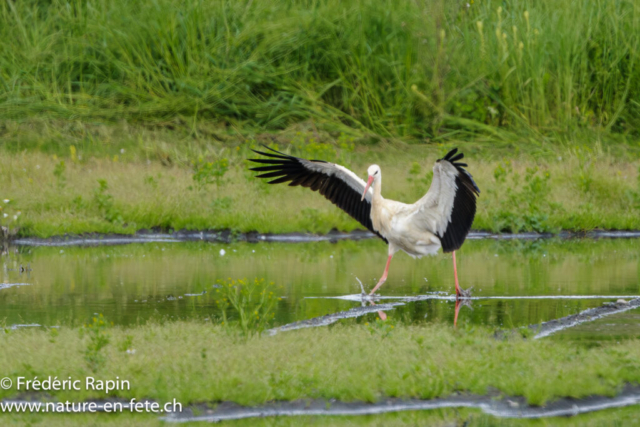 Cigogne blanche