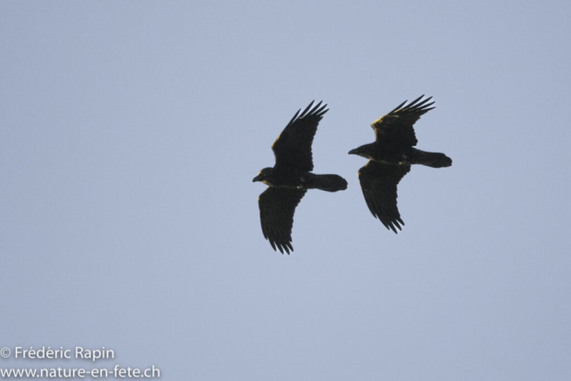 Couple de grands corbeaux