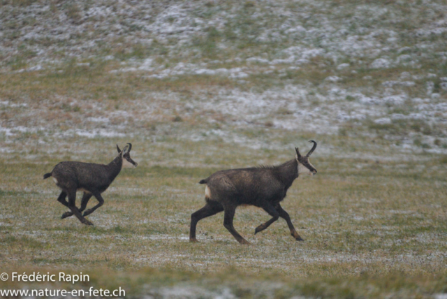 Chamois galopant sous la pluie