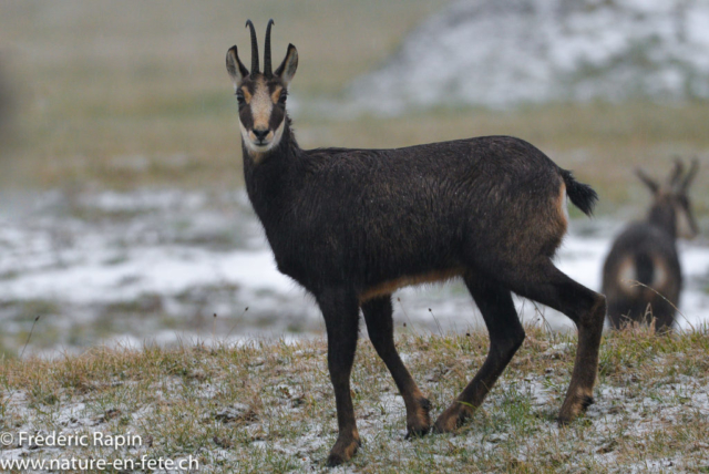 Chamois femelle en alerte