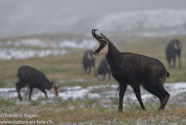 Chamois mâle sous la pluie