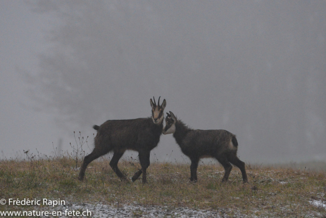 Femelle de chamois et jeune sous la pluie