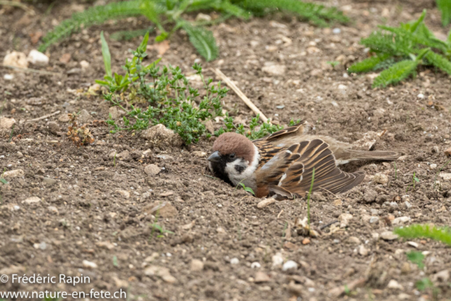 Moineau friquet se poudrant