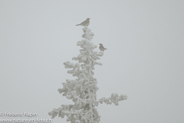 Grives litornes dans le givre