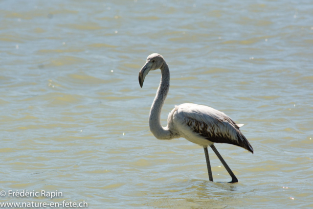 Jeune Flamant rose, Sardaigne