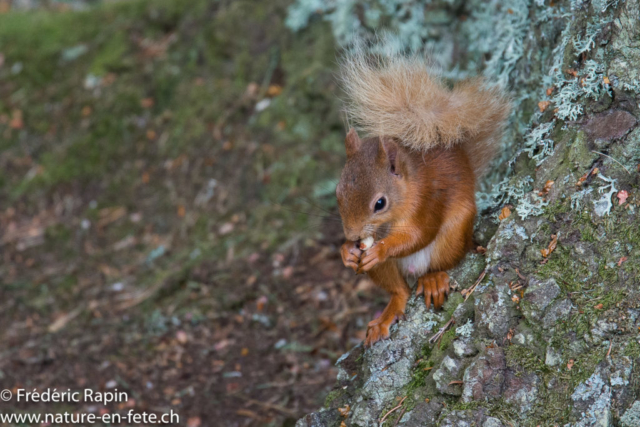 Ecureuil roux d'Ecosse