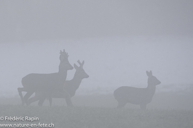 Chevreuils dans le brouillard