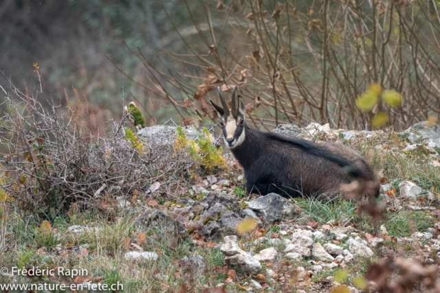 Chamois mâle au repos