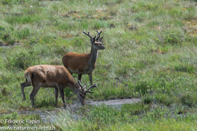 Cerfs des Highlands