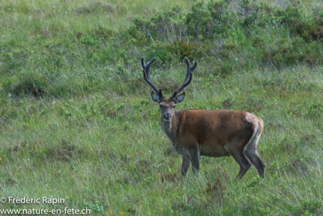 Cerf des Highlands, Ecosse