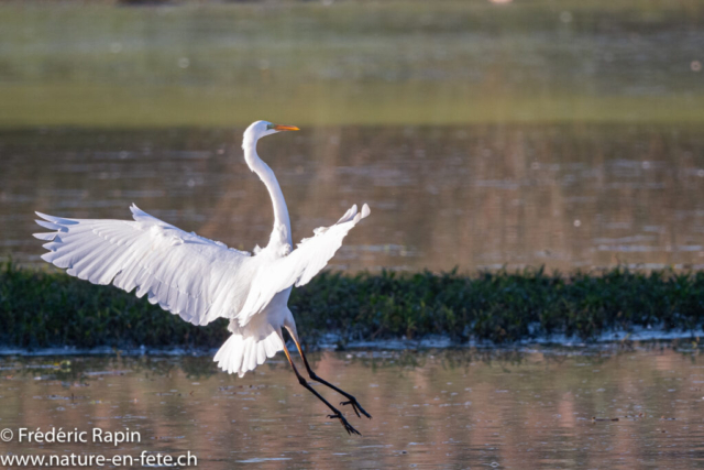 Grande aigrette se posant