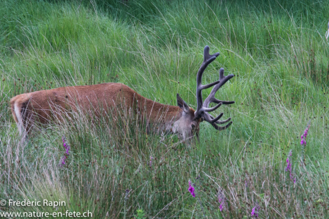 Cerf des Highlands, Ecosse