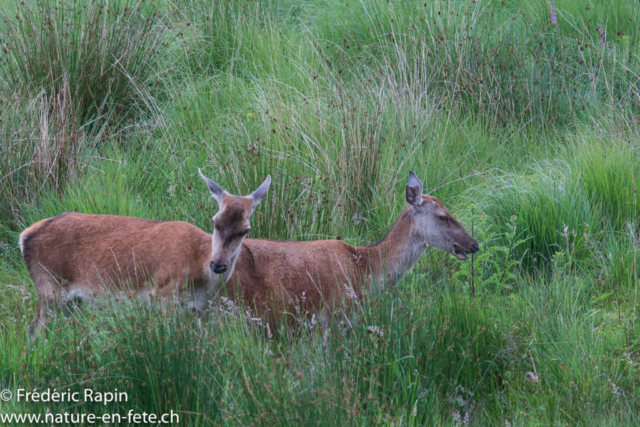 Biches des Highlands, Ecosse