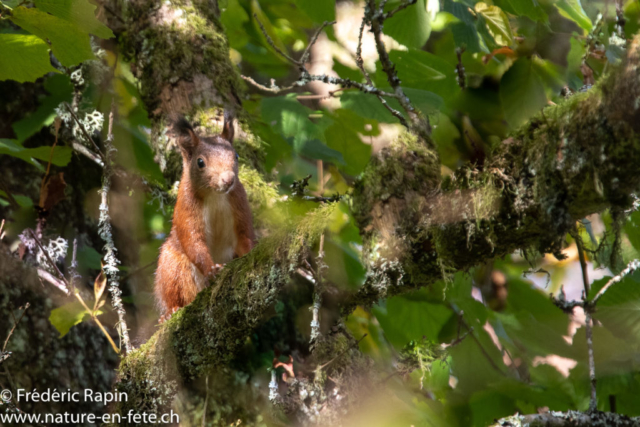 Ecureuil dans le feuillage