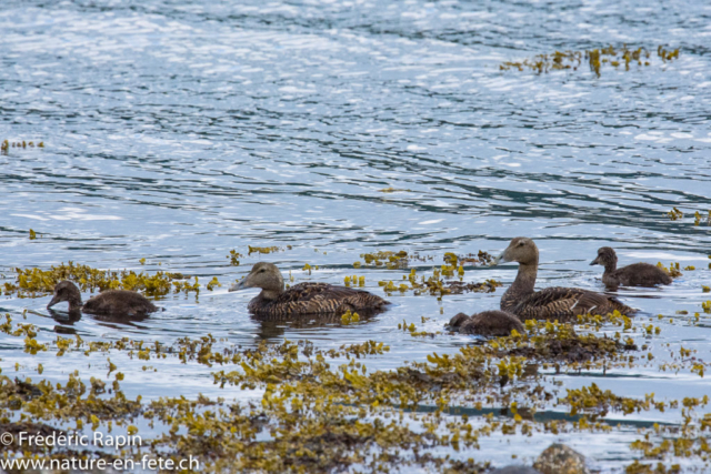 Eiders à duvet, femelles et jeunes, Ecosse