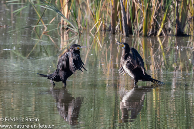 Dispute de cormorans